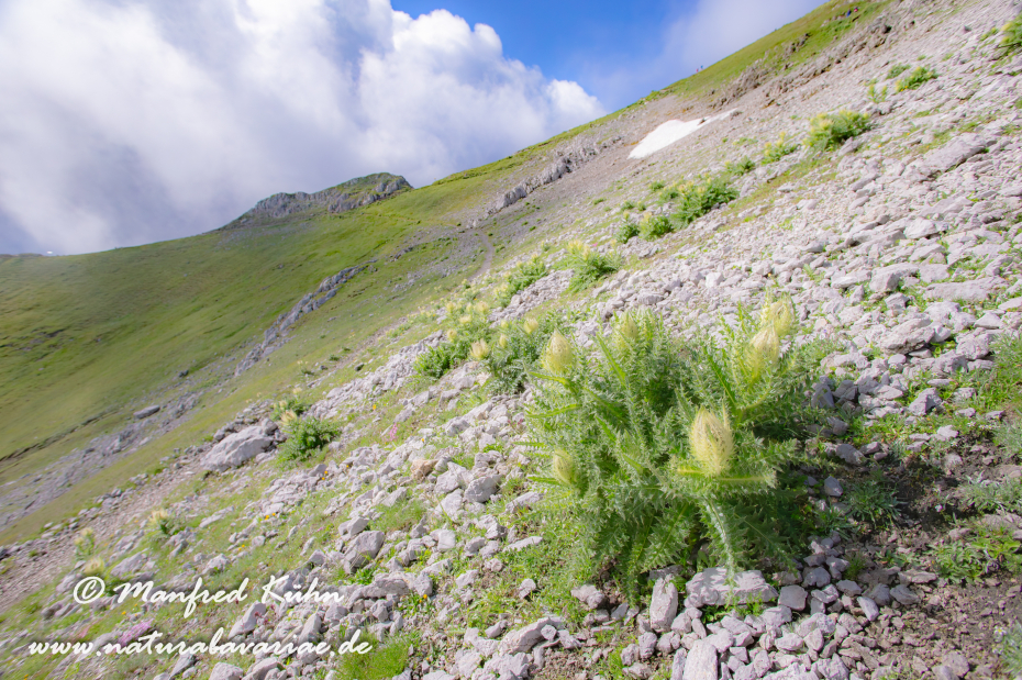 Kratzdistel (Alpen-)_0011