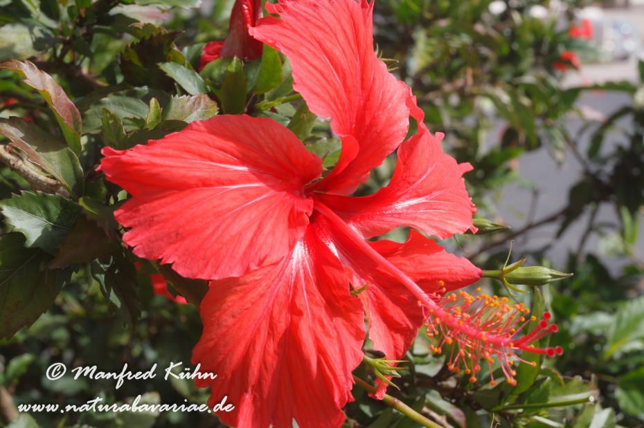 Hibiscus ()_0001
