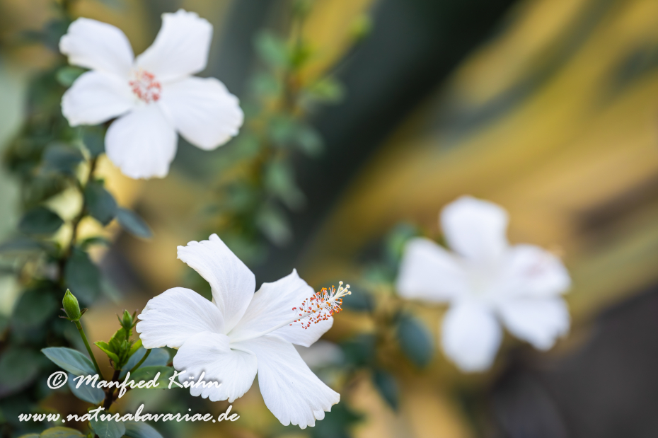 Hibiscus (Eibisch)_0004