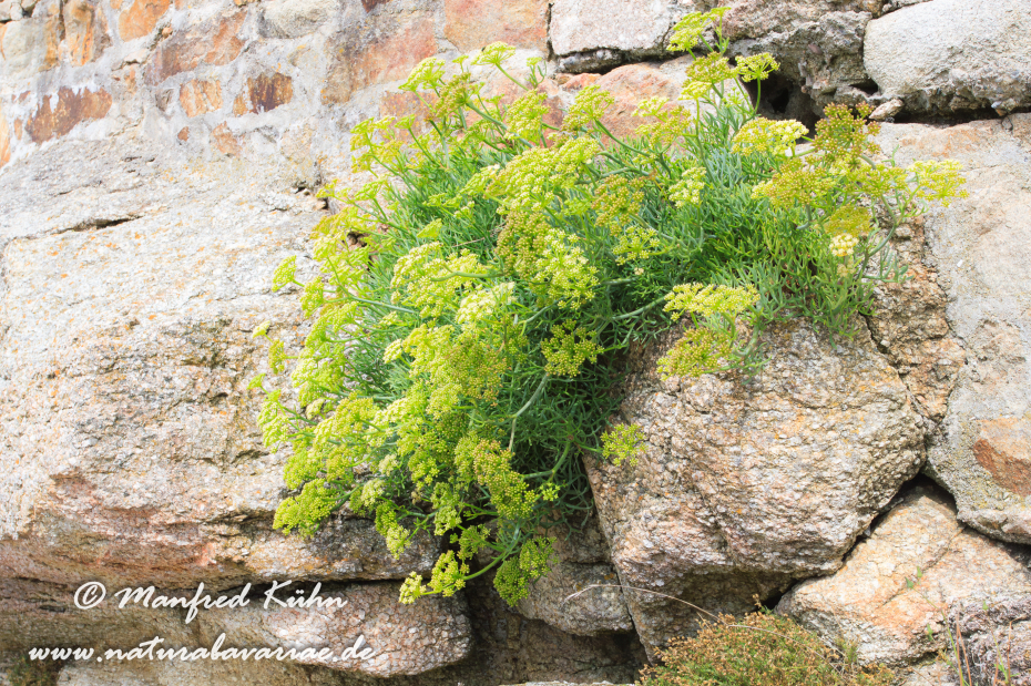 Meerfenchel ()_0001