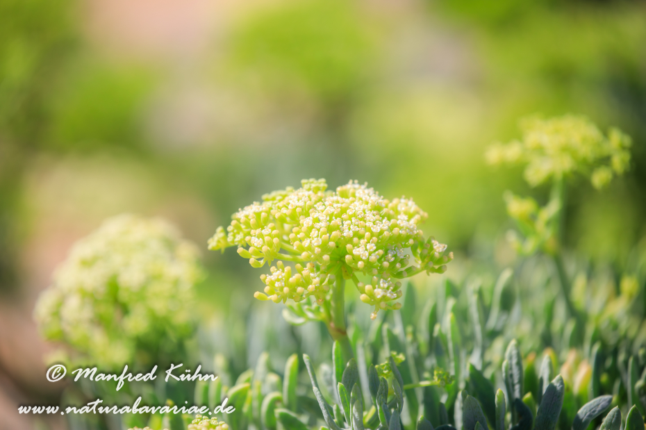 Meerfenchel ()_0011