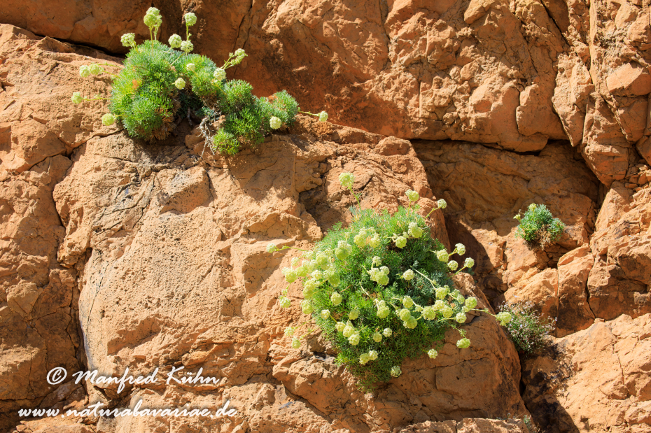 Meerfenchel ()_0014