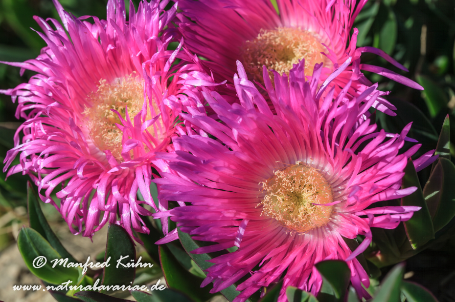 Mittagsblume (Essbare)_0001