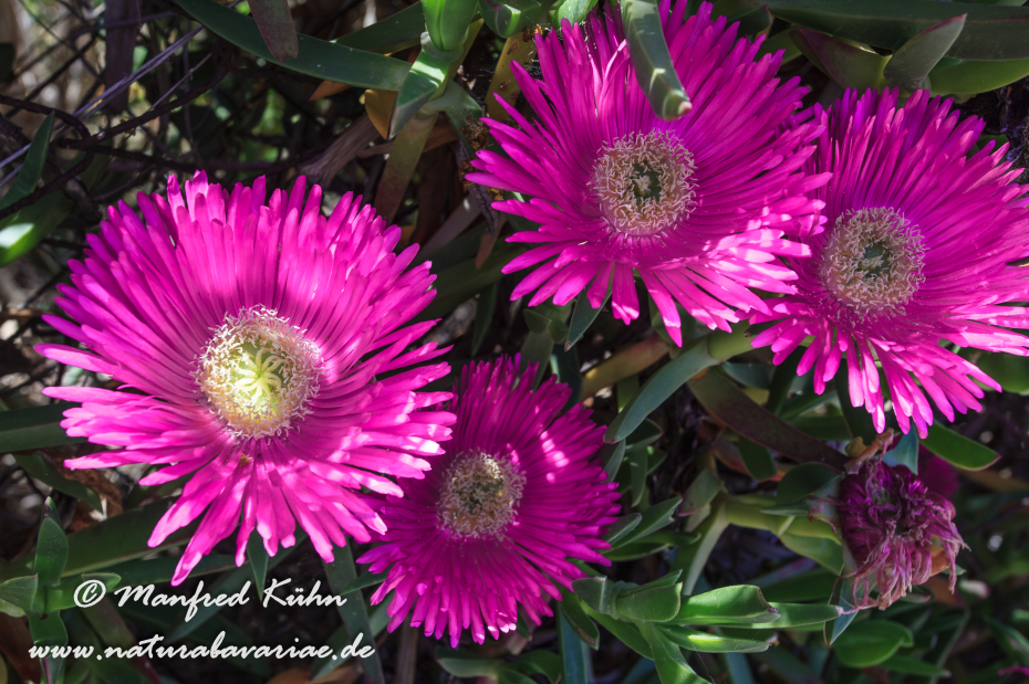 Mittagsblume (essbare)_0007