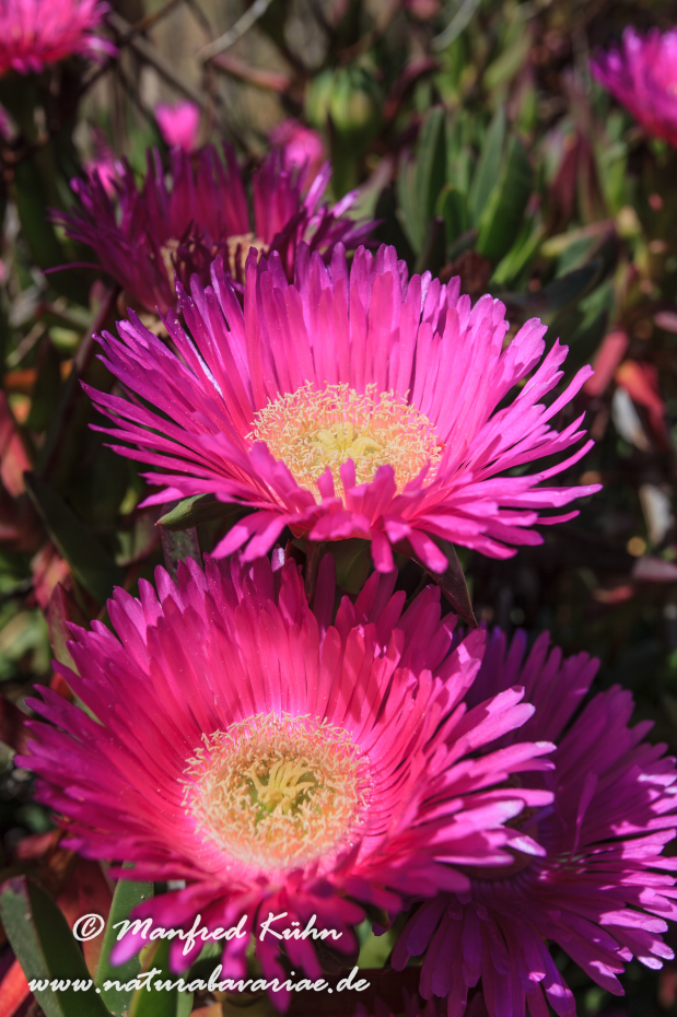 Mittagsblume (essbare)_0010