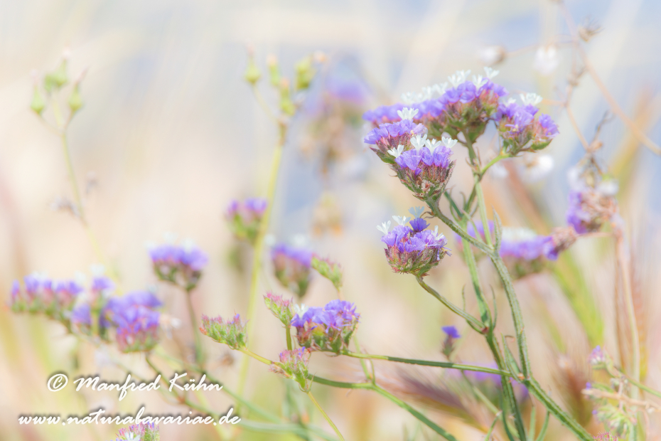 Strandflieder ()_0002