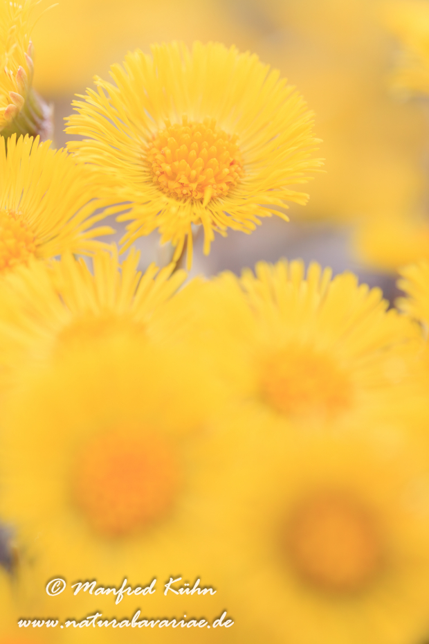 Huflattich ()_0014
