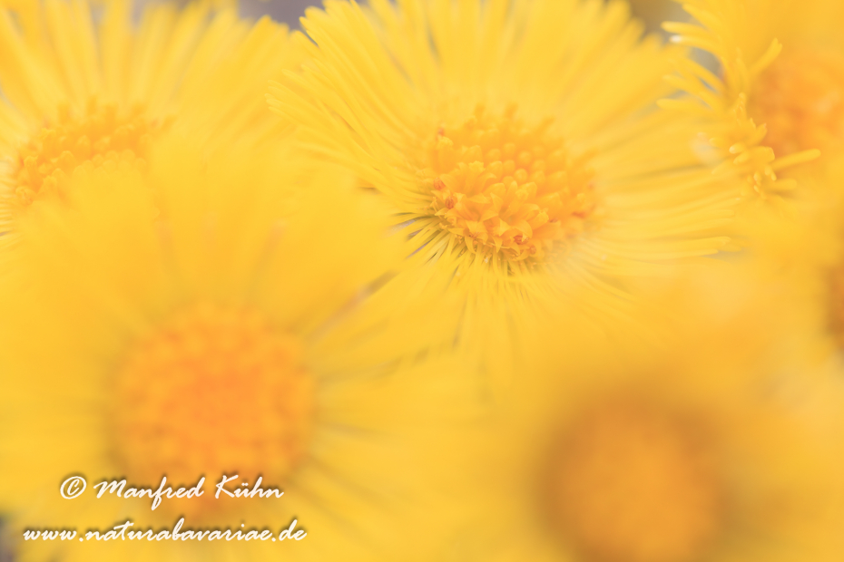 Huflattich ()_0015