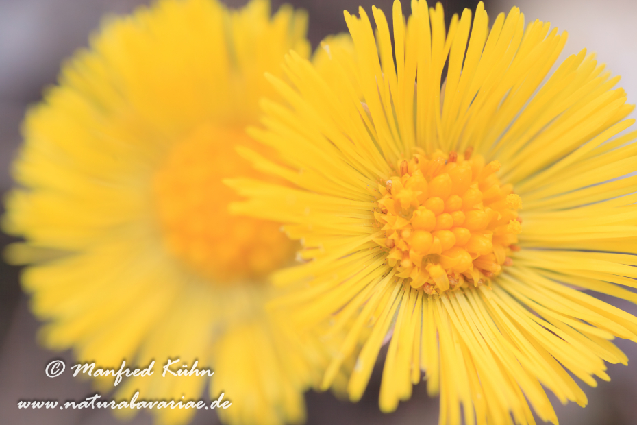 Huflattich ()_0018
