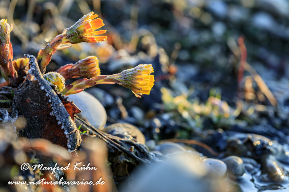 Huflattich ()_0026