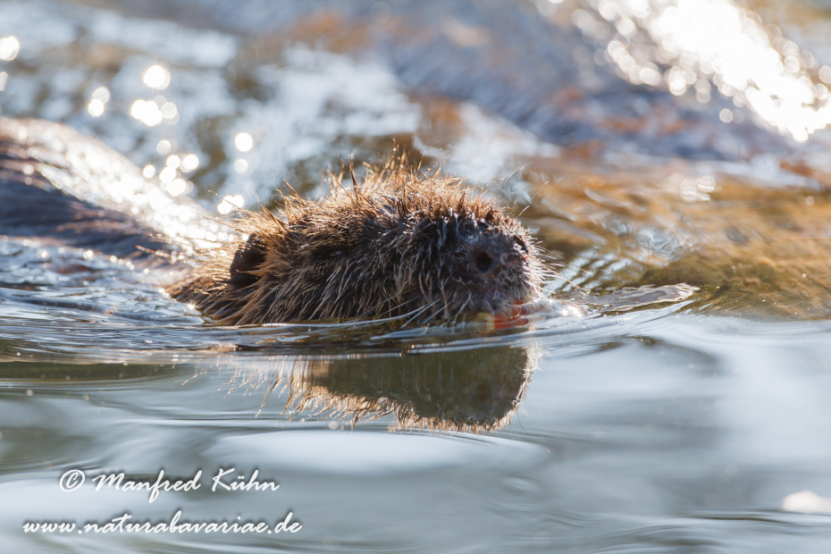 Nutria (Sumpfbiber)_0002