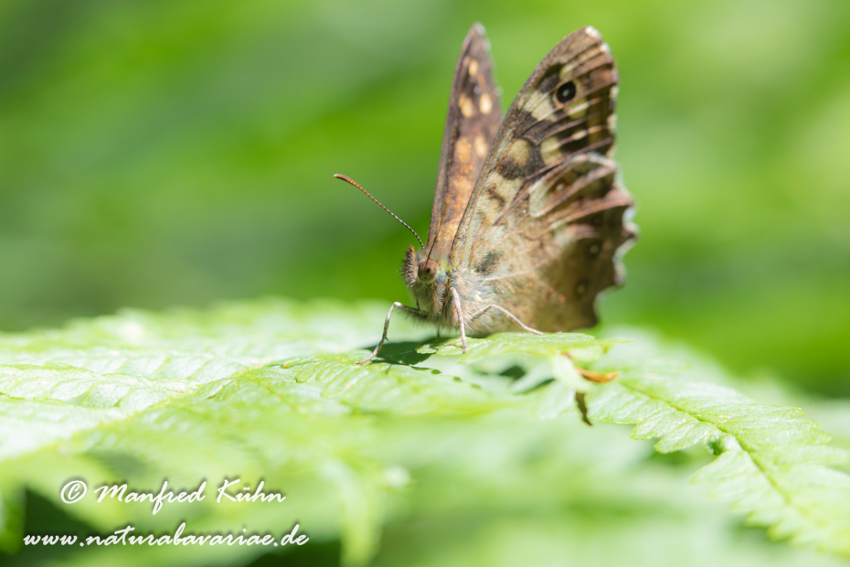 Waldbrettspiel ()_0037