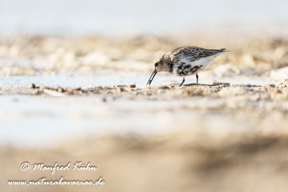 Strandläufer (Alpen-)_0056