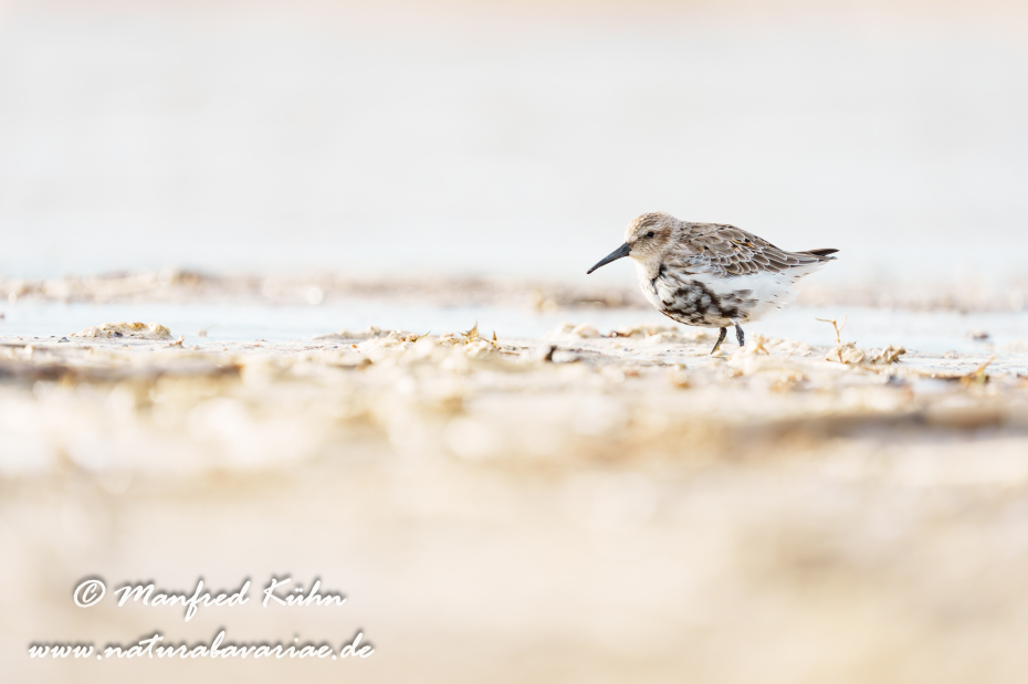 Strandläufer (Alpen-)_0075