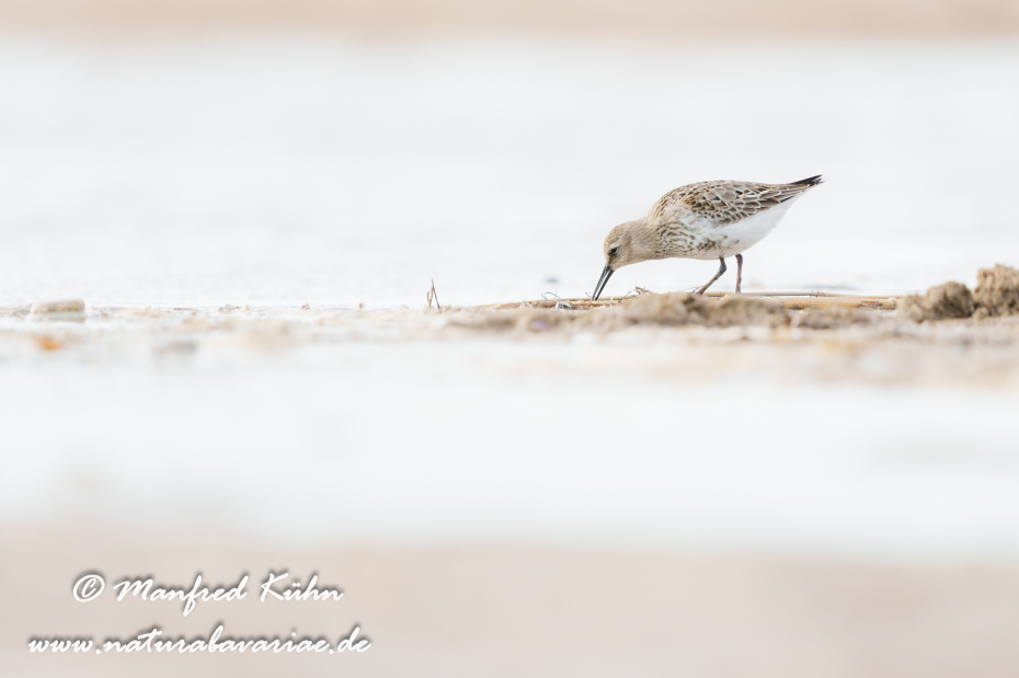 Strandläufer (Alpen-)_0078