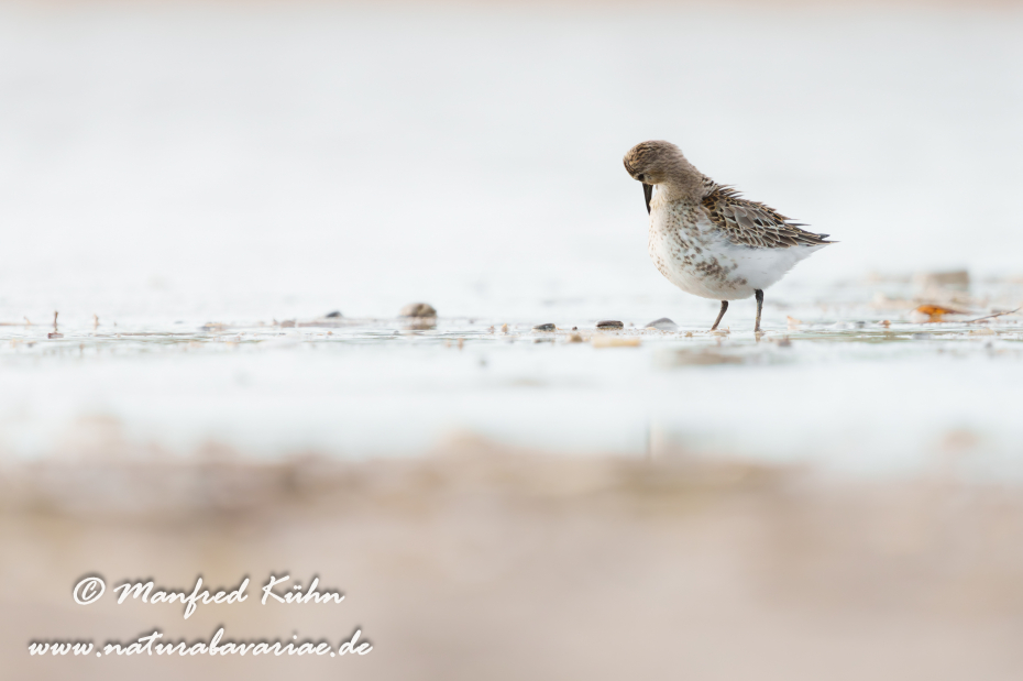 Strandläufer (Alpen-)_0079