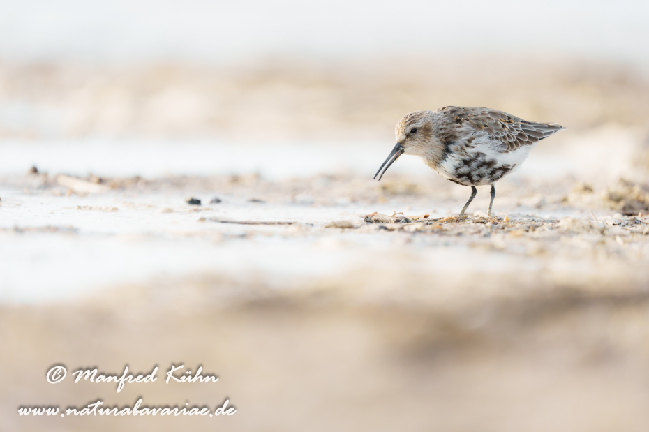 Strandläufer (Alpen-)_0103