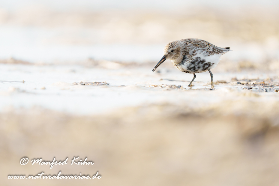 Strandläufer (Alpen-)_0111