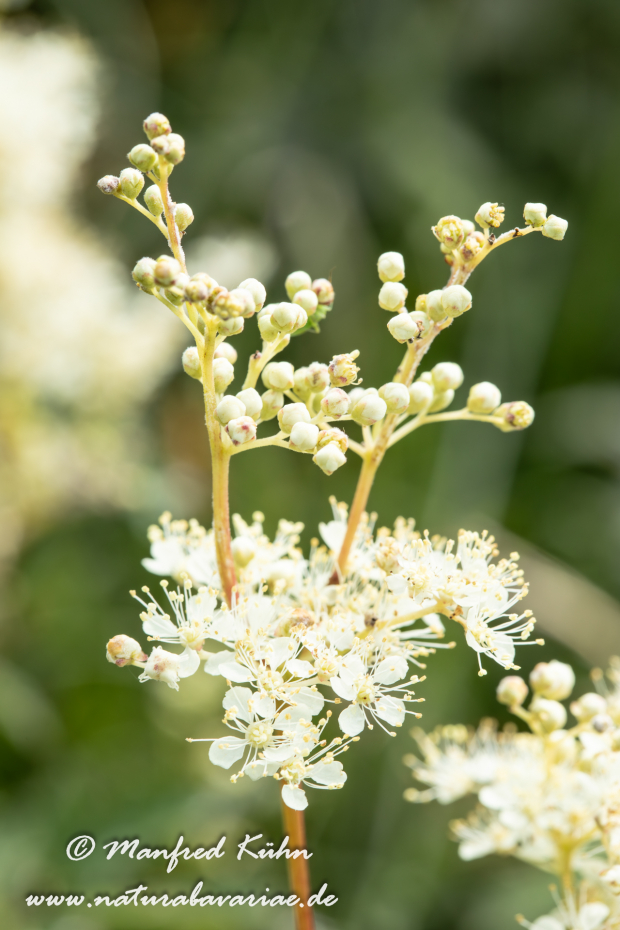 Mähdesüß (Großes)_0025