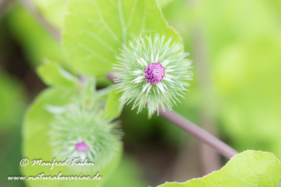 Klette (Kleine)_0002