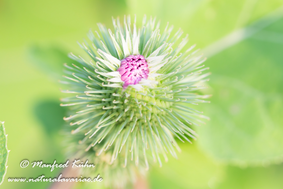 Klette (Kleine)_0004
