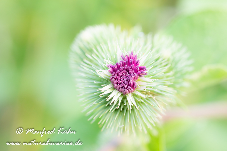 Klette (Kleine)_0005