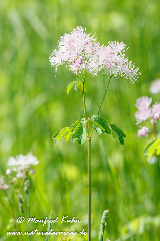 Wiesenraute (Akeleiblättrige)_0008