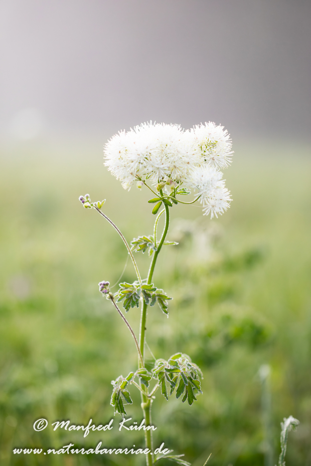 Wiesenraute (Akeleiblättrige)_0015
