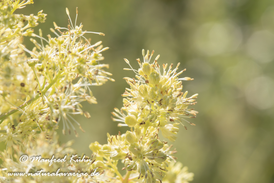 Wiesenraute (Gelbe)_0004