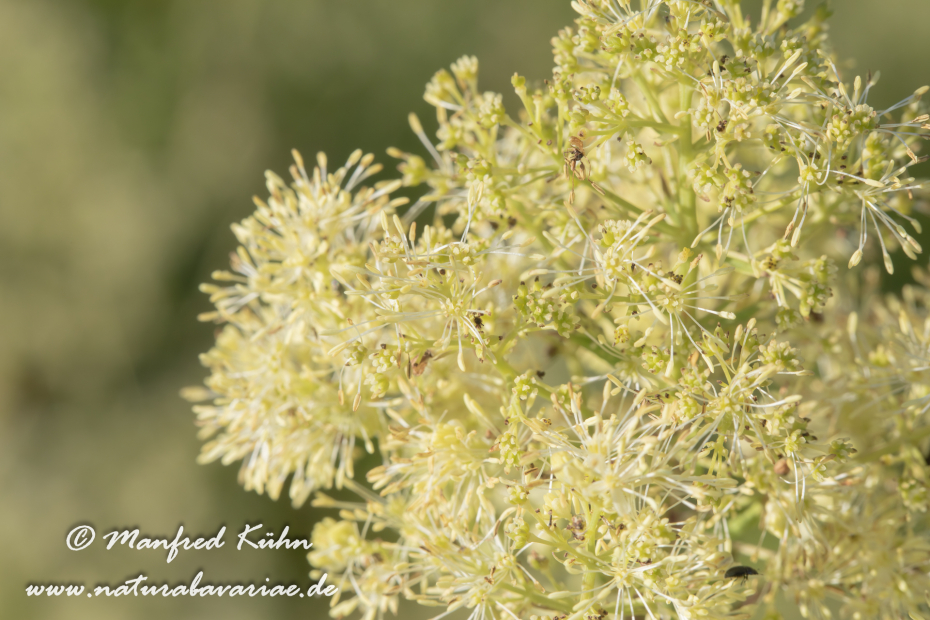 Wiesenraute (Gelbe)_0012