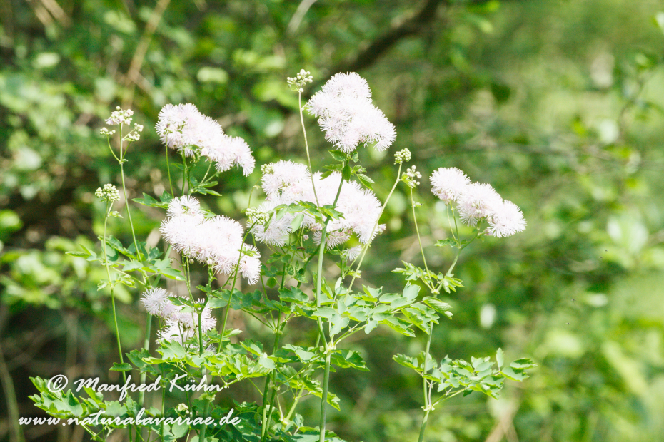 Wiesenraute (Akeleiblättrige)_0003