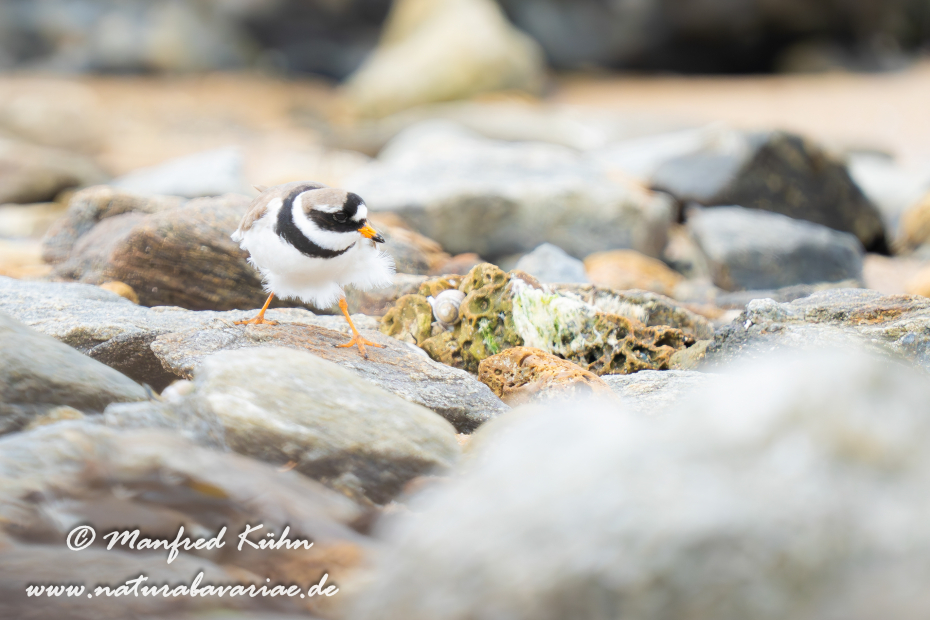 Sandregenpfeiffer ()_0020