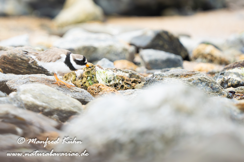 Sandregenpfeiffer ()_0022