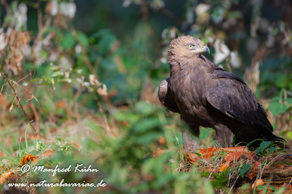 Schreiadler ()_0008