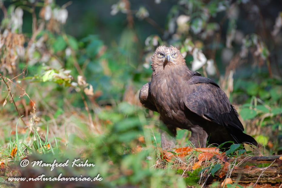 Schreiadler ()_0007