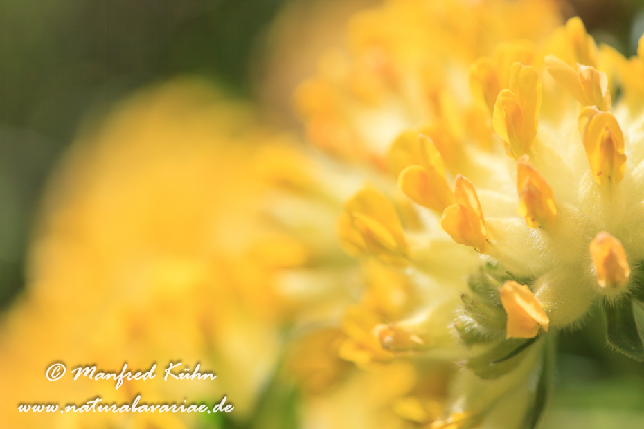 Wundklee (Alpen-)_0008