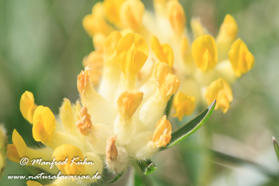 Wundklee (Alpen-)_0013