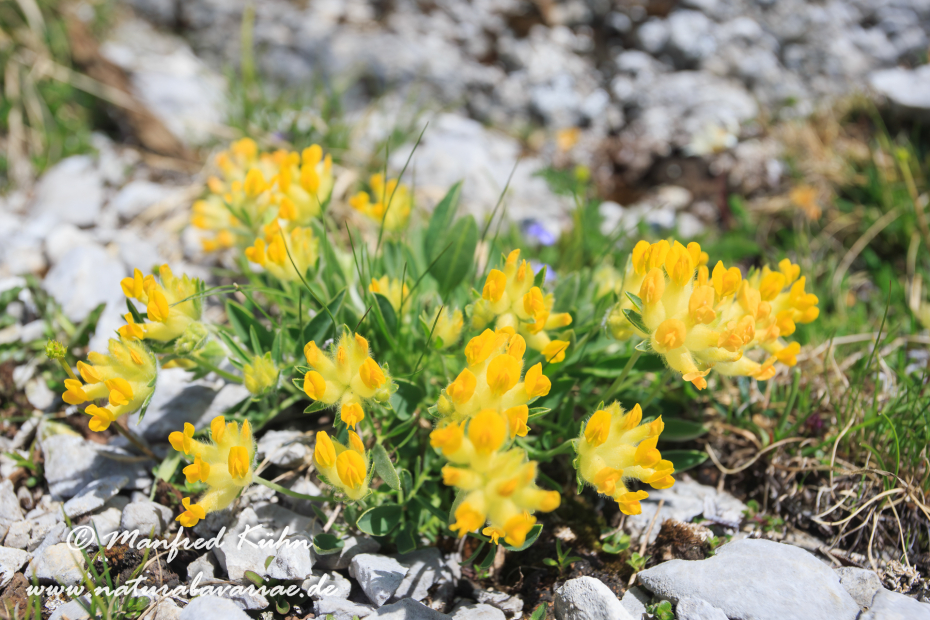 Wundklee (Alpen-)_0016