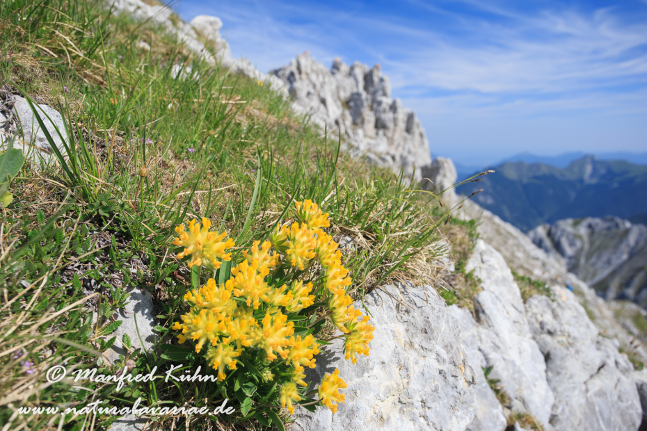 Wundklee (Alpen-)_0018