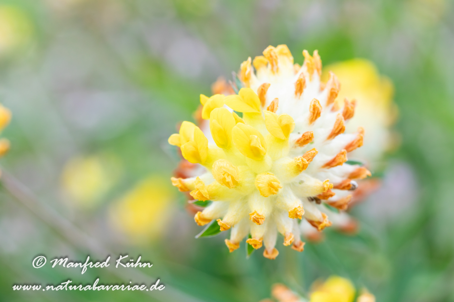 Wundklee (Echter)_0001