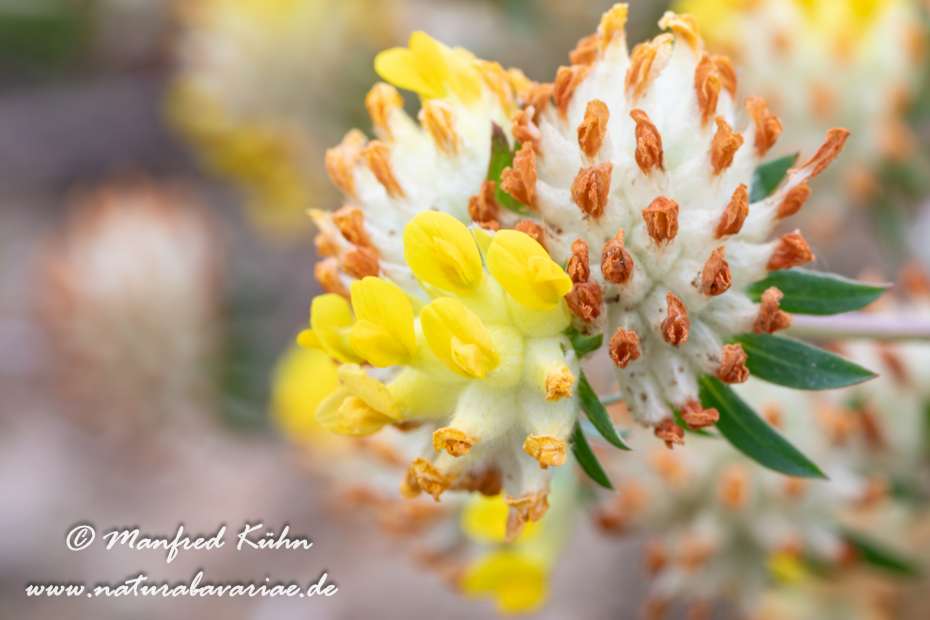 Wundklee (Echter)_0002