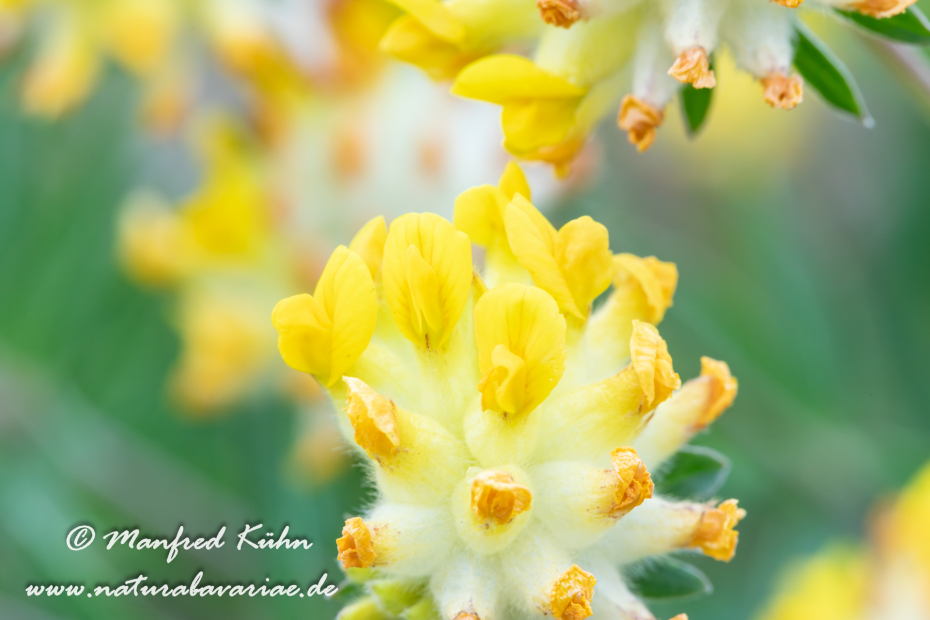 Wundklee (Echter)_0004