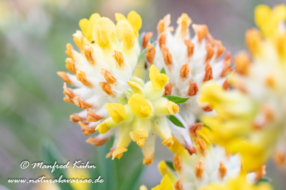 Wundklee (Echter)_0005