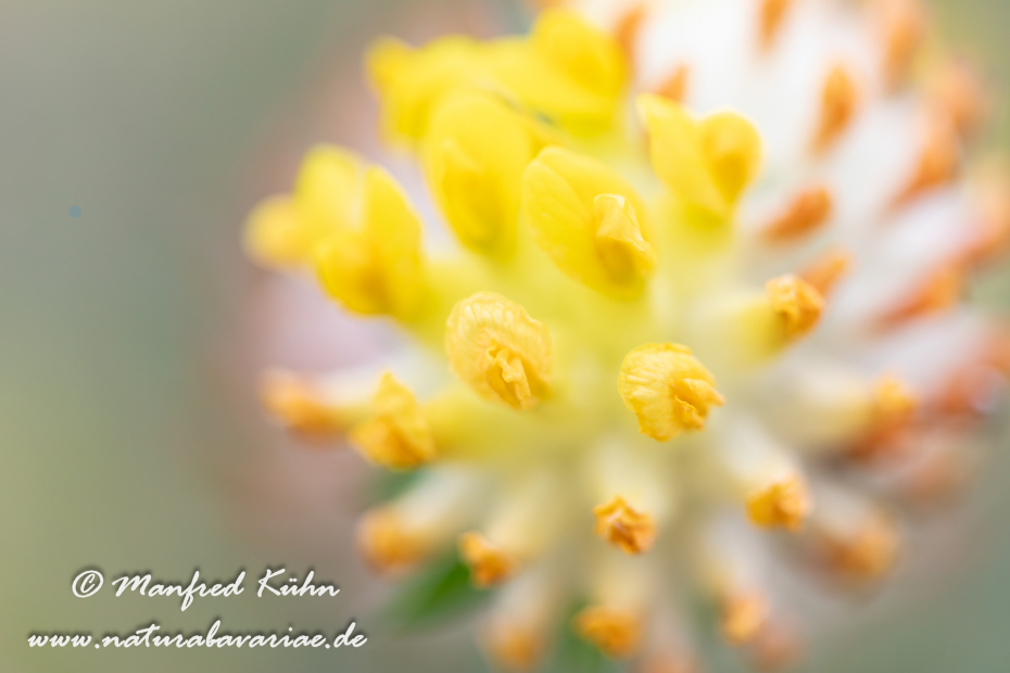 Wundklee (Echter)_0010
