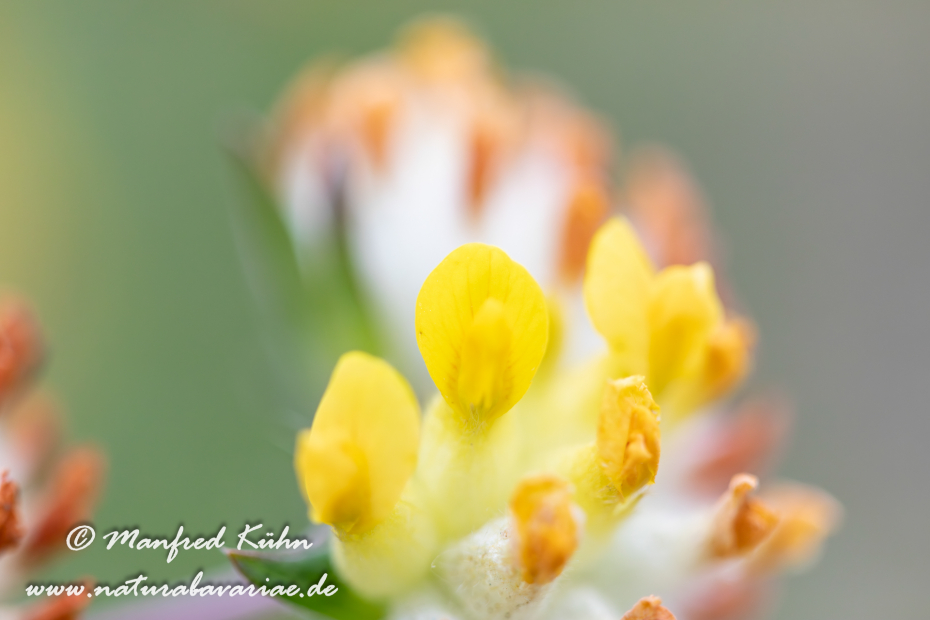 Wundklee (Echter)_0012