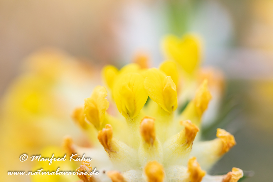 Wundklee (Echter)_0013
