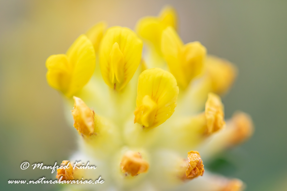 Wundklee (Echter)_0016