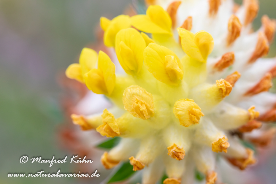 Wundklee (Echter)_0018