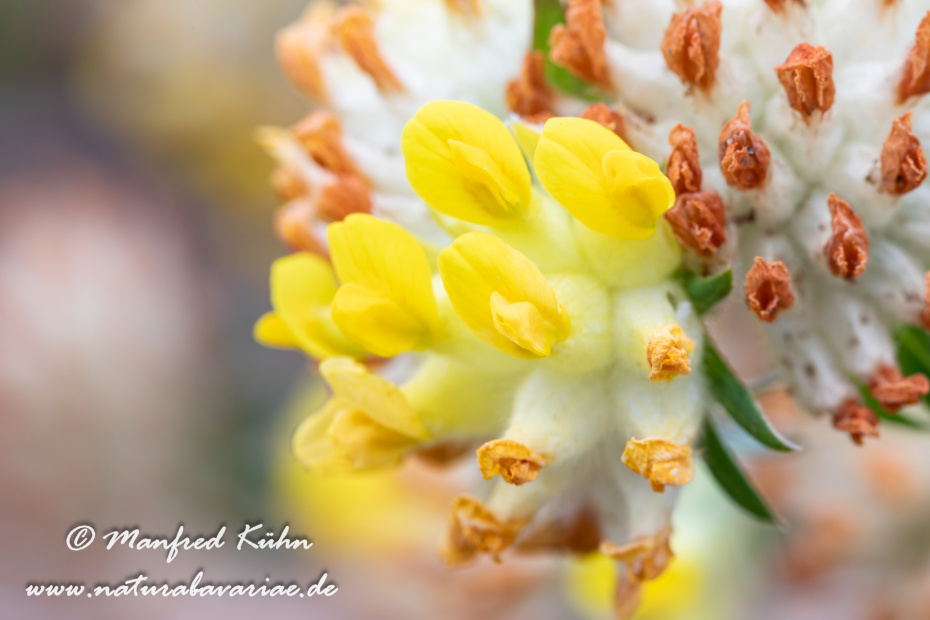 Wundklee (Echter)_0021