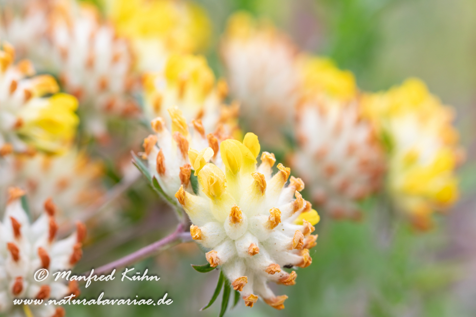 Wundklee (Echter)_0022